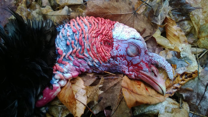 Turkey Hunting Gear for Beginners: Total Cost Under $500