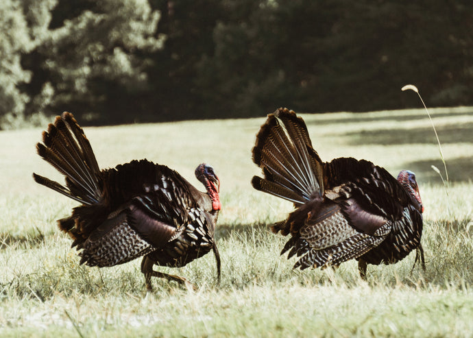 A First Day Turkey Hunt, and A New Call